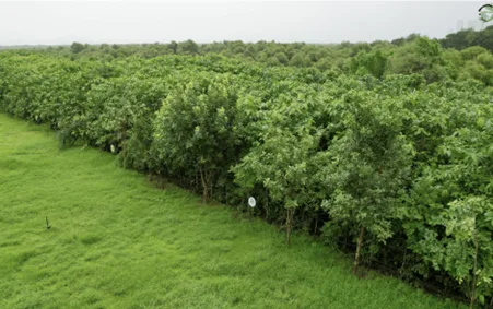 Miyawaki urban forest cooling effect in Raipur India
